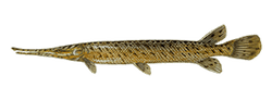 spotted gar